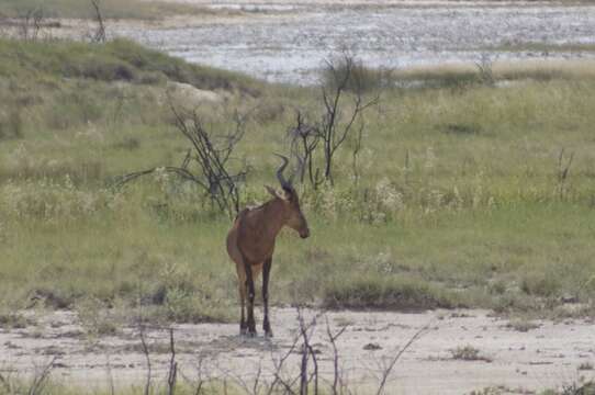 Image of Hartebeest