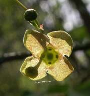 Image de Euonymus verrucosus Scop.