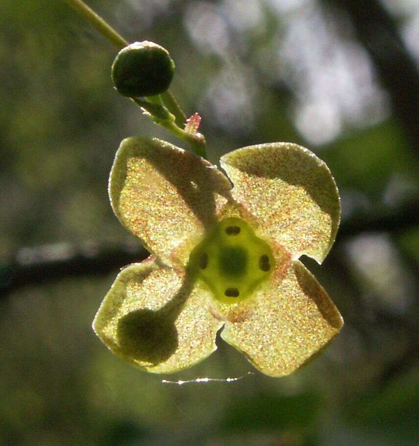 Image de Euonymus verrucosus Scop.