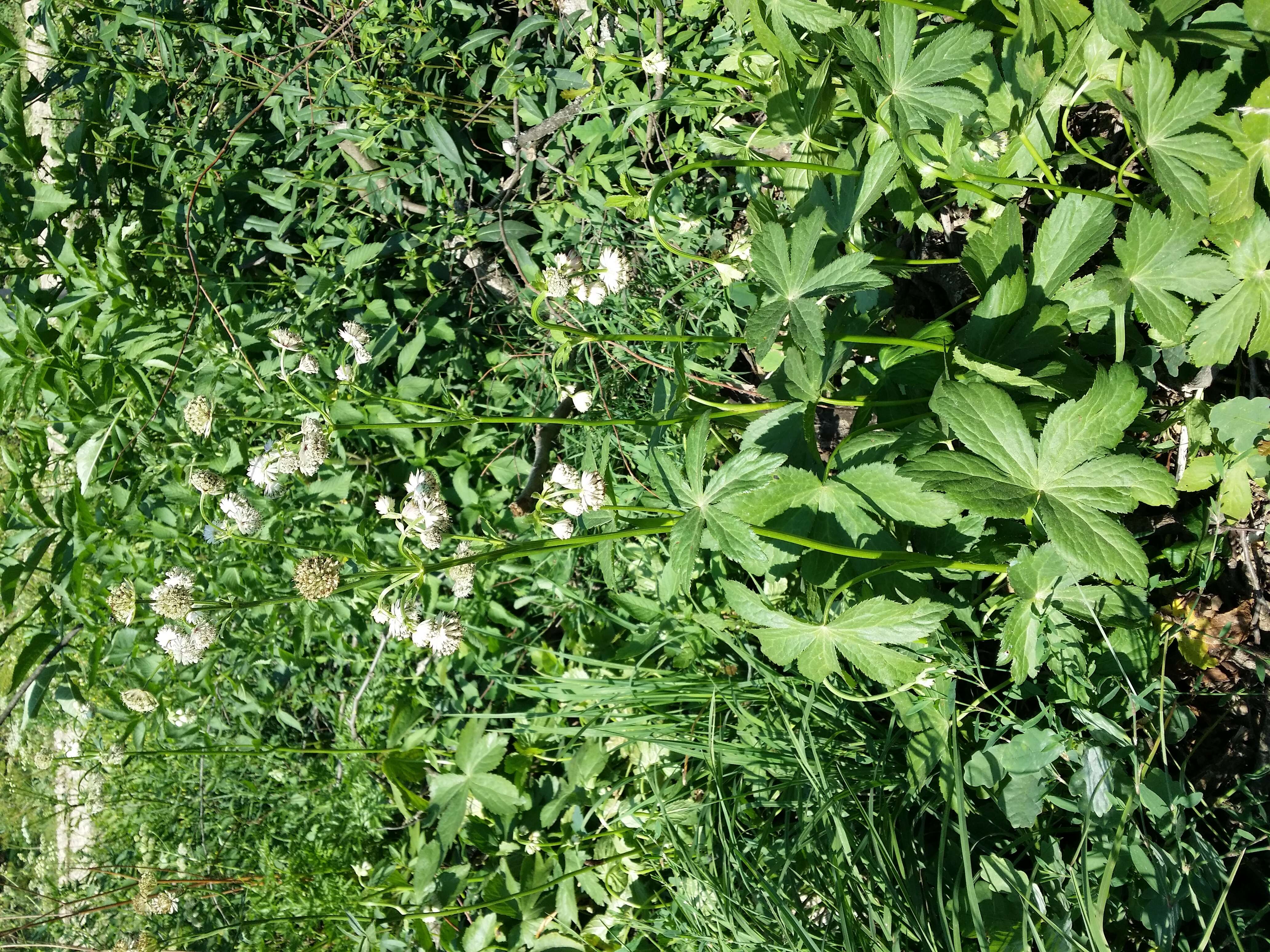 Imagem de Astrantia major L.