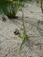 Image of Scirpus radicans Schkuhr