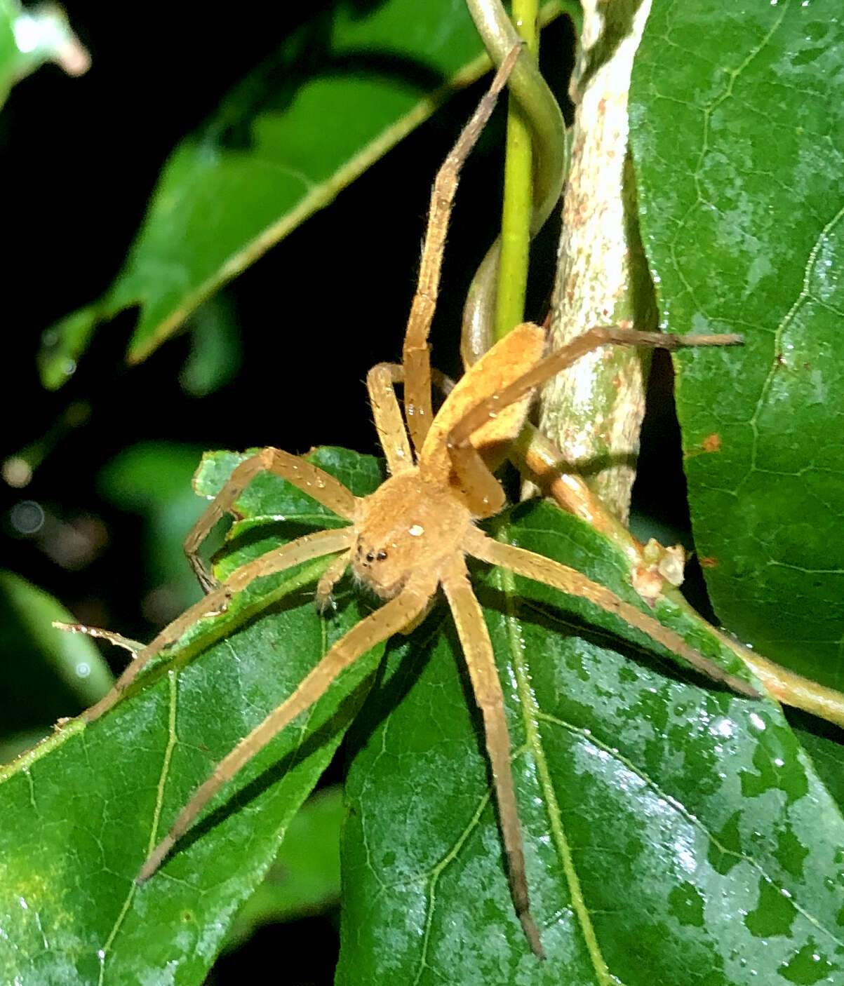 صورة Dolomedes sulfureus L. Koch 1878