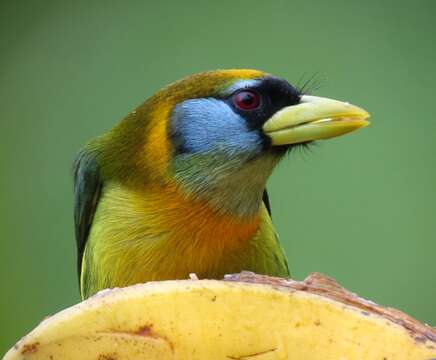 Image of Red-headed Barbet