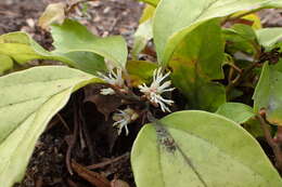 Image de Pachysandra axillaris Franch.