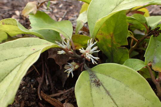 Image of Pachysandra axillaris Franch.