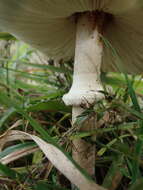 Слика од Macrolepiota mastoidea (Fr.) Singer 1951