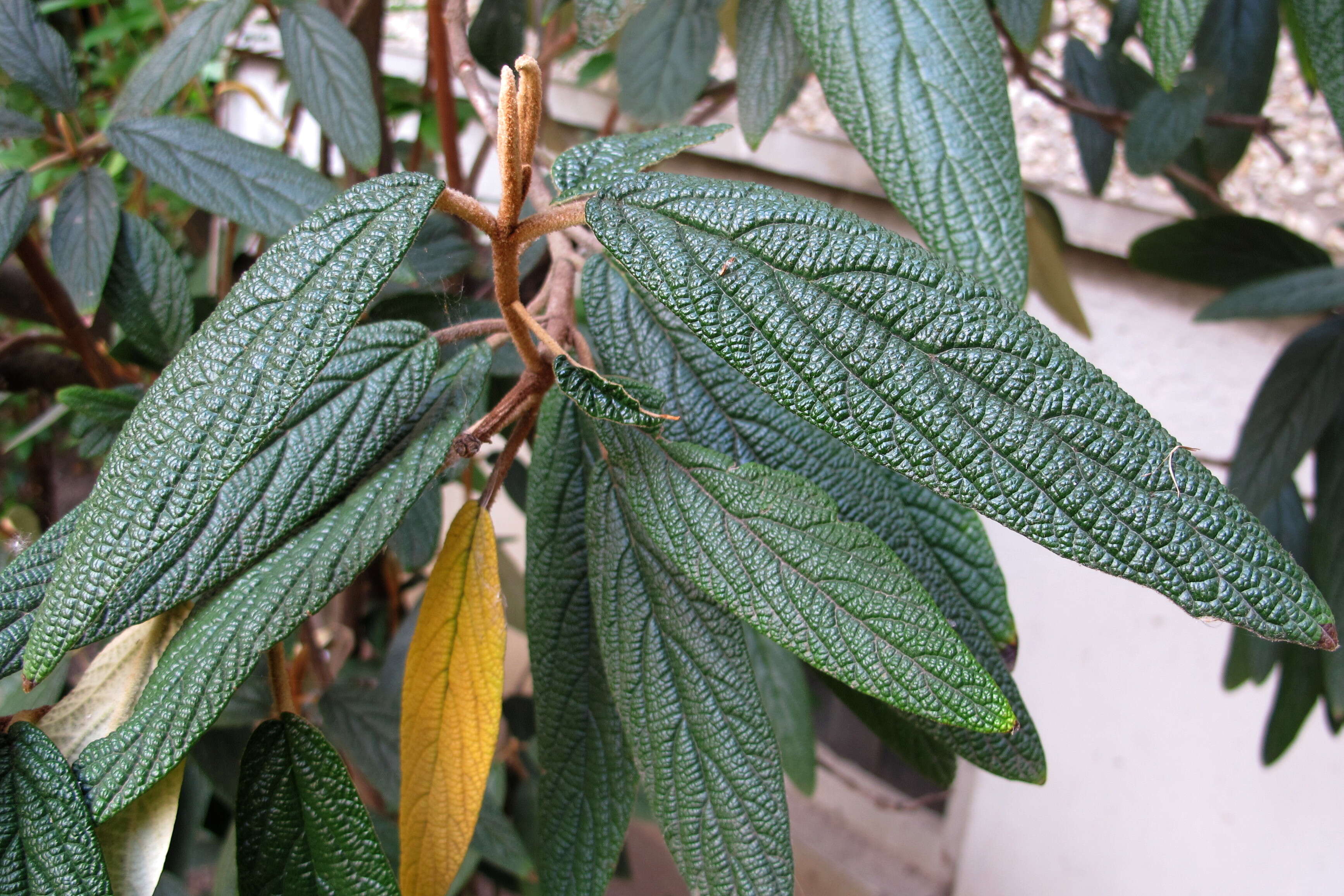 Plancia ëd Viburnum rhytidophyllum Hemsl. ex Forb. & Hemsl.