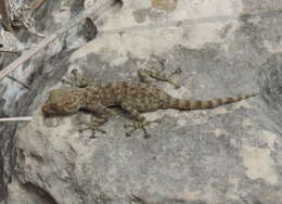 Image of Fan-fingered gecko