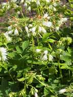 Image of eastern waterleaf