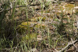 Image of fowl bluegrass