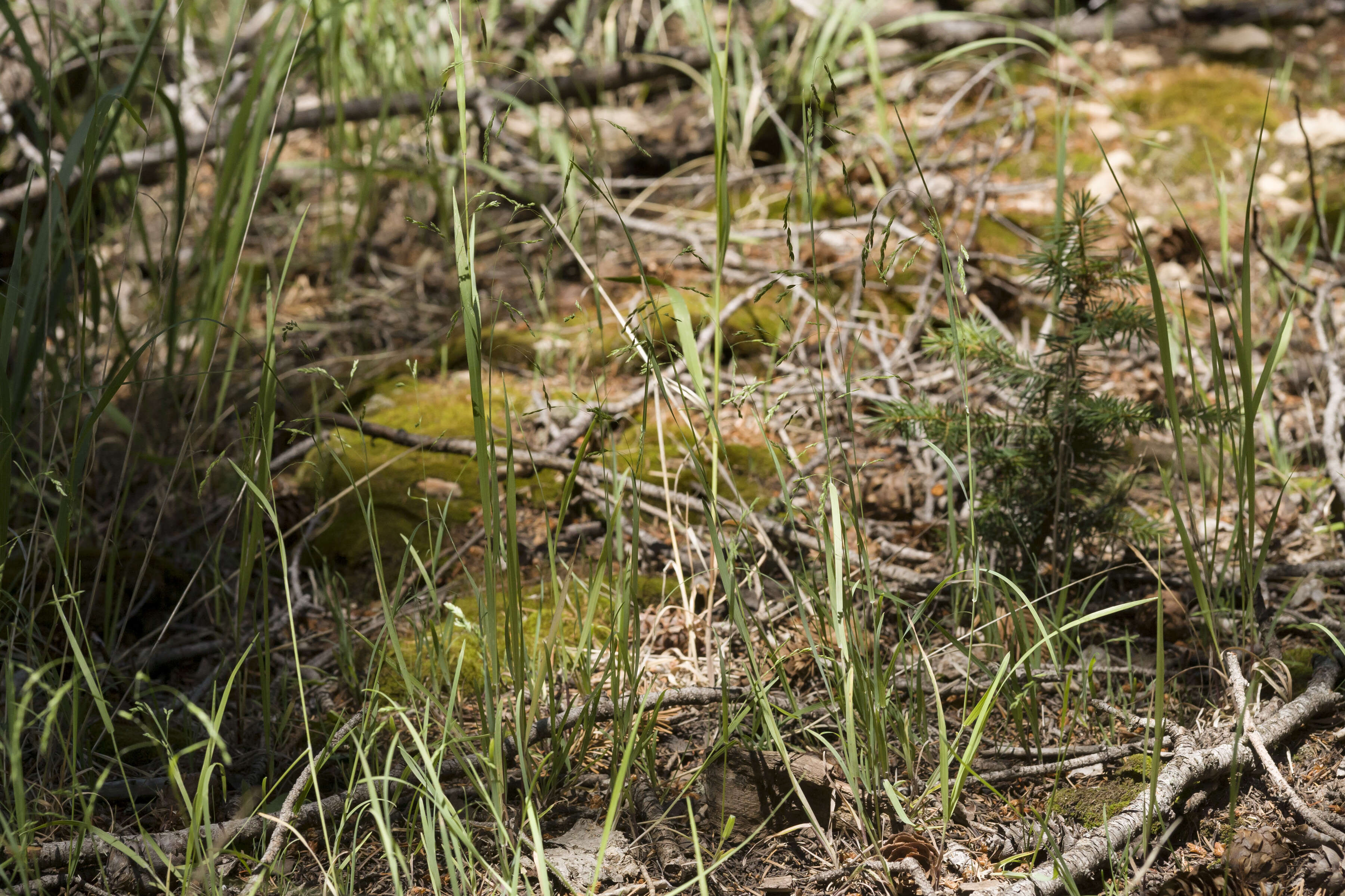 Image of fowl bluegrass