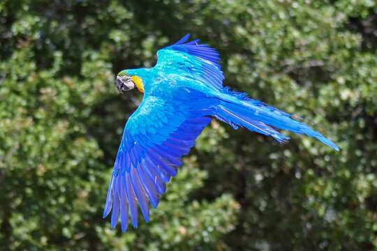 Image of Blue-and-yellow Macaw