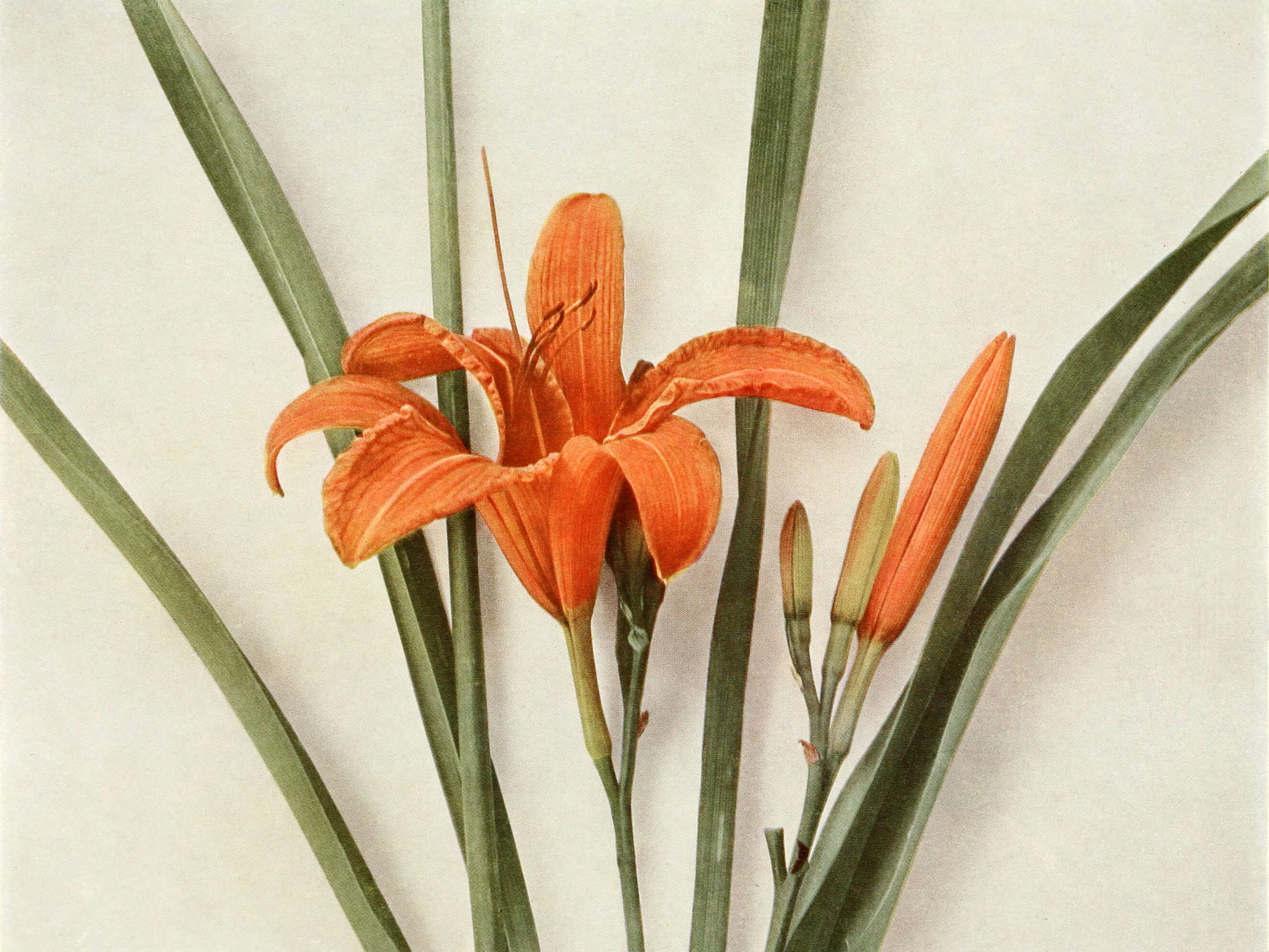 Image of orange daylily