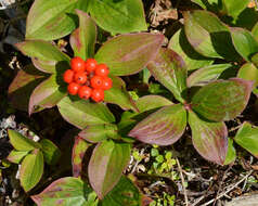 Image of bunchberry dogwood