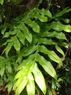 Image of basket fern