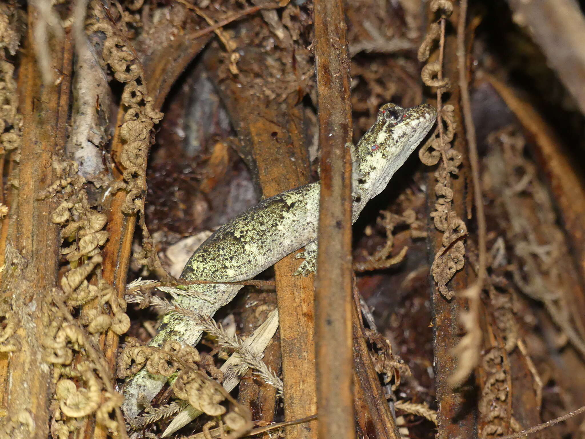 Image of Mokopirirakau