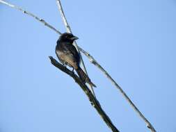 Image of Aldabra Drongo