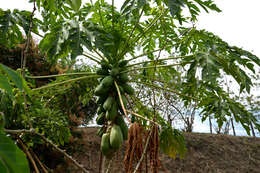 Image of papaya