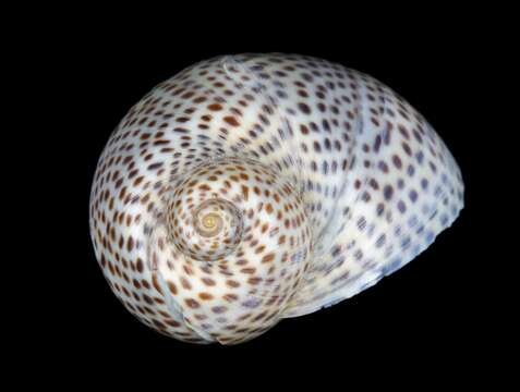 Image of fly-speck moonsnail