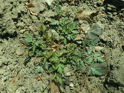 Image of white avens