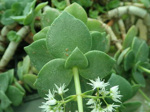 Image of Crassula lactea