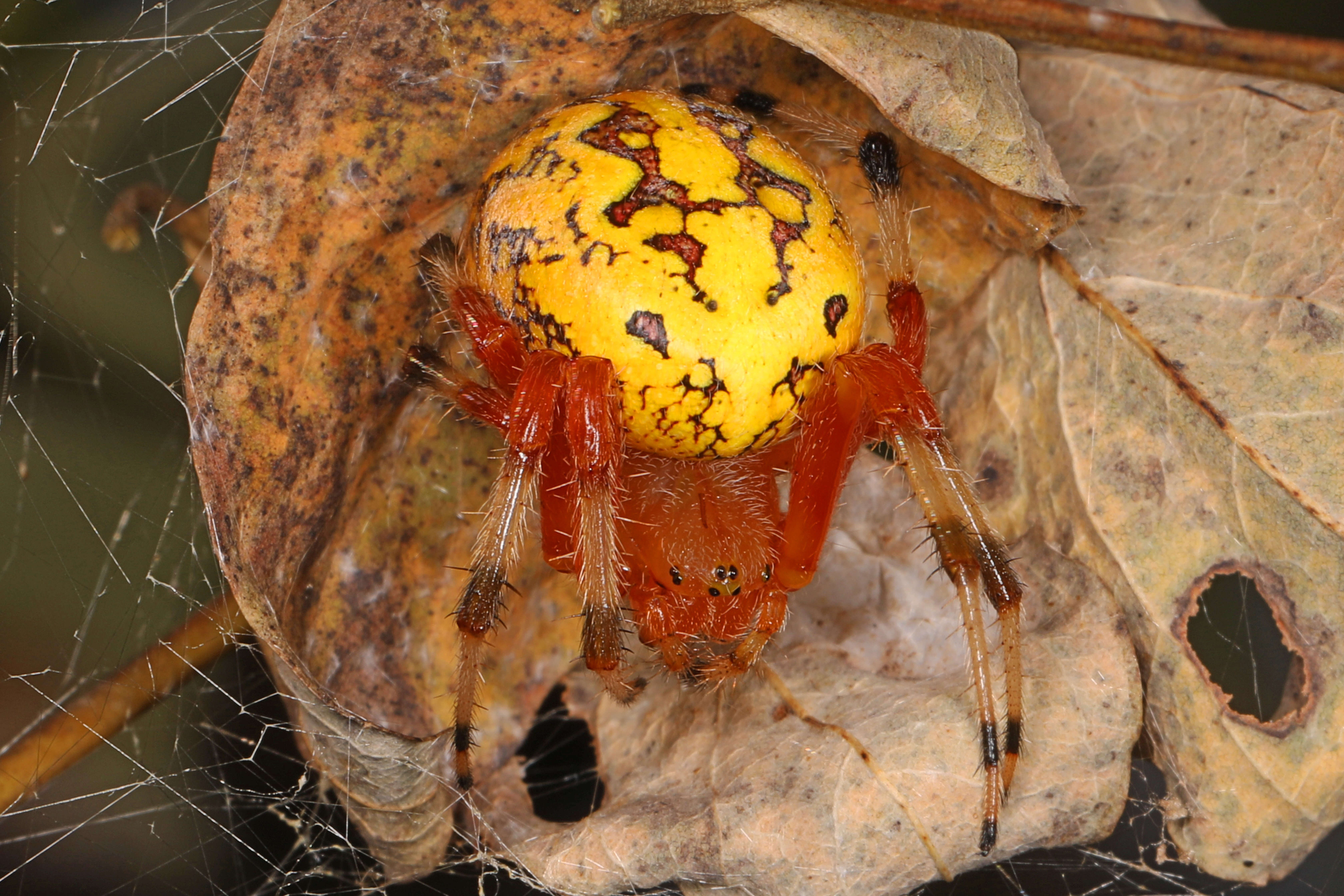 Image of Angulate & Roundshouldered Orbweaver