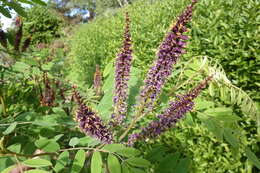 Image of desert false indigo