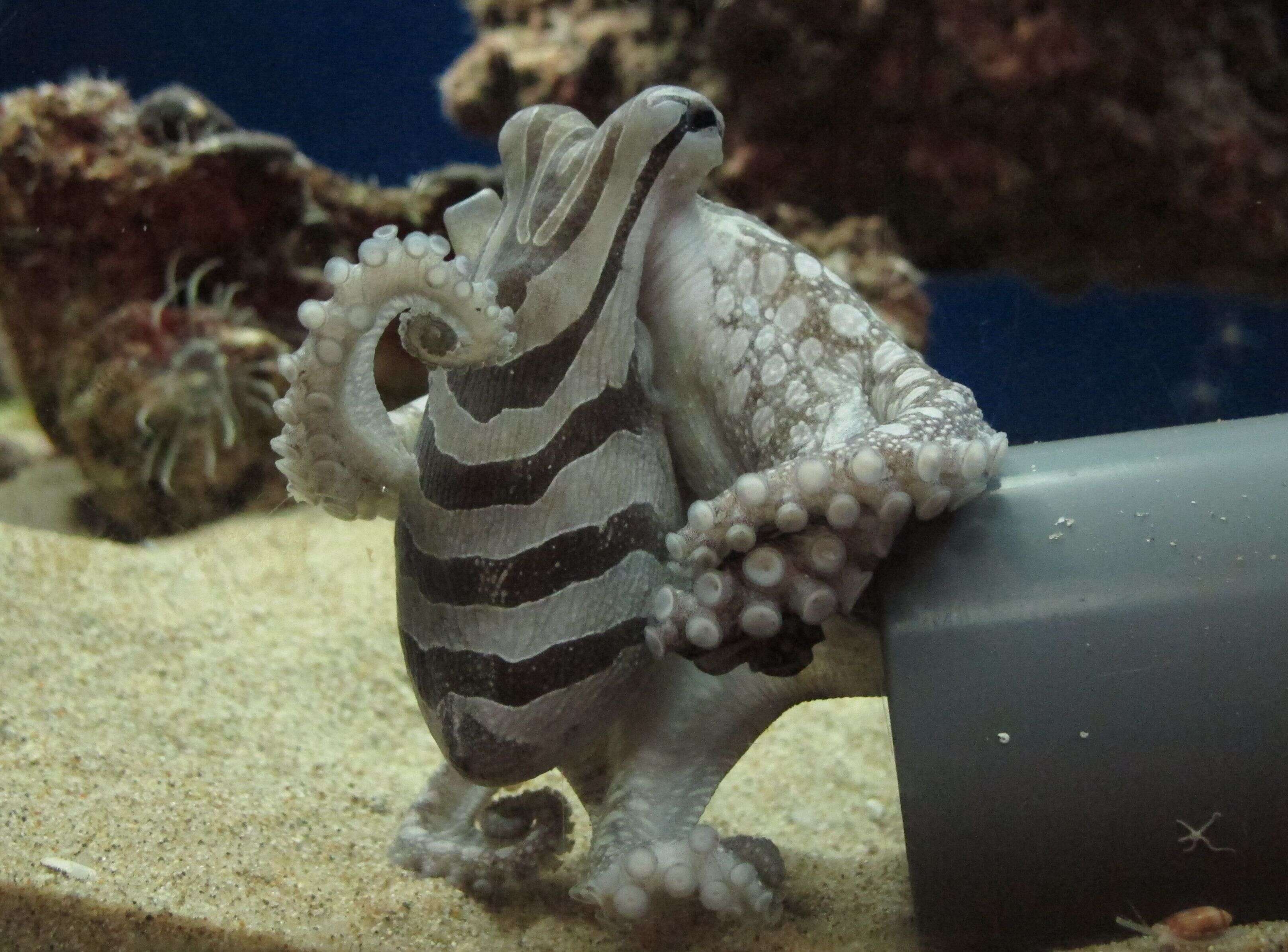 Image of rubble octopus