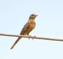 Image of Grey-necked Bunting