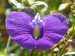 Image of Centrosema brasilianum (L.) Benth.