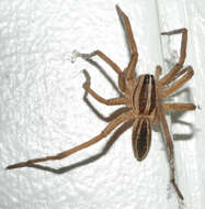 Image of Rabid Wolf Spider