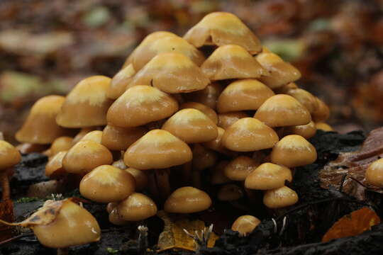 Kuehneromyces mutabilis (Schaeff.) Singer & A. H. Sm. 1946 resmi