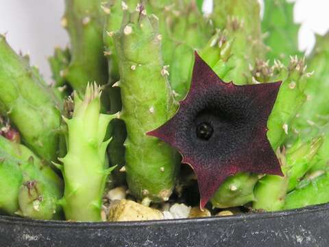 Image of Huernia