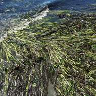 Image of Eelgrass