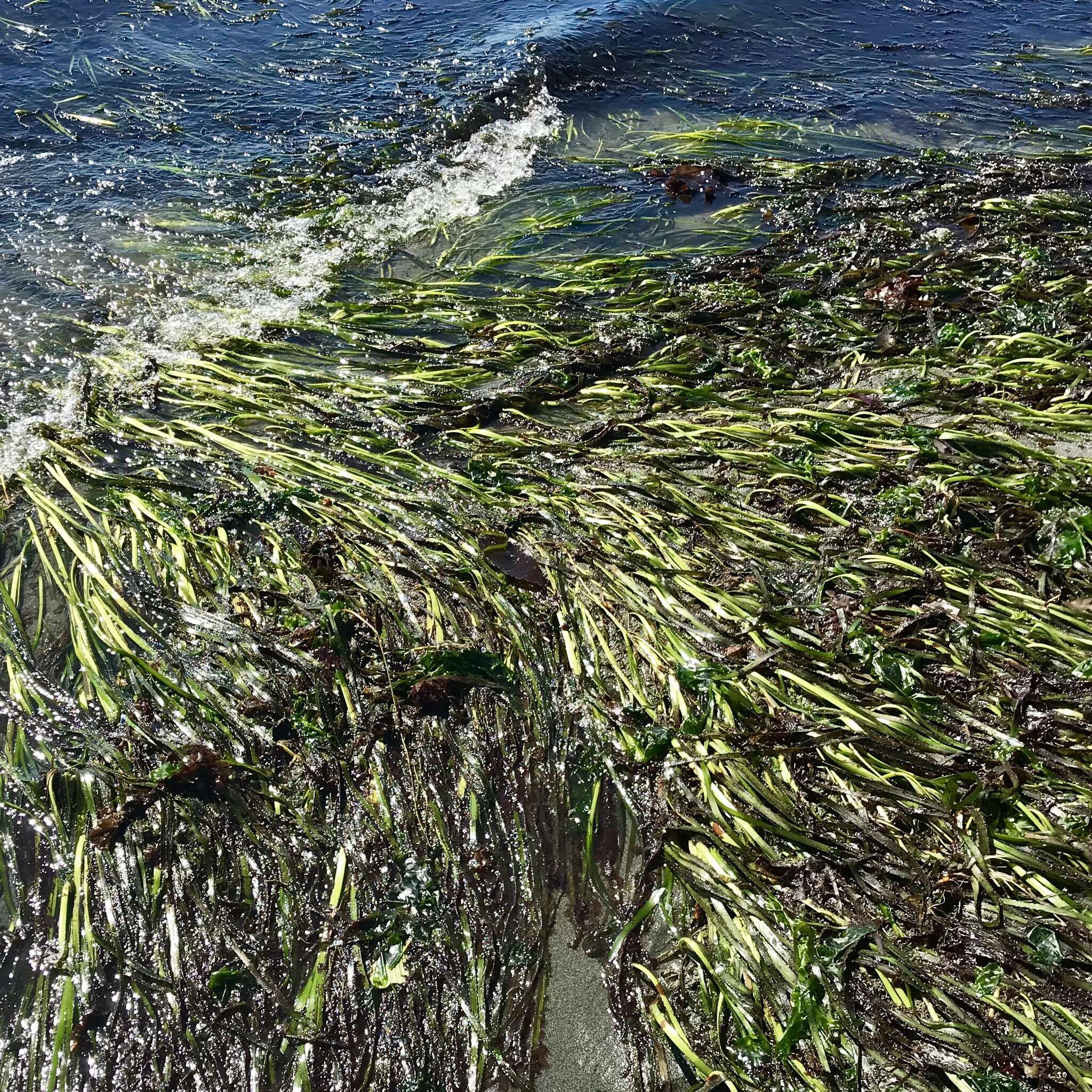 Image of Eelgrass