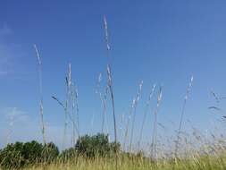 Plancia ëd Helictochloa pratensis (L.) Romero Zarco