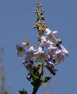 Image of paulownia