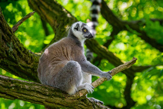 Image of Lemur Linnaeus 1758