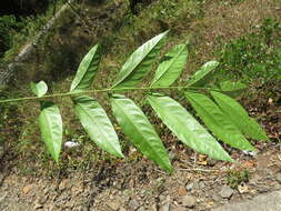 Image of tulip-wood tree