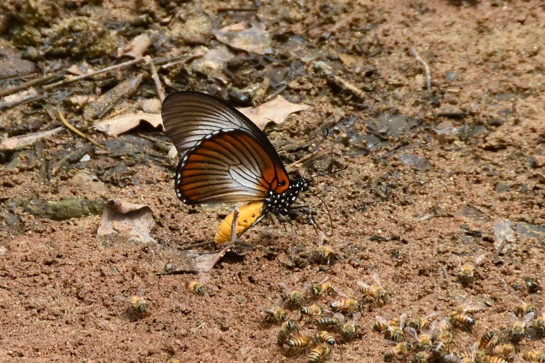 Image of Giant Blue Swallowtail