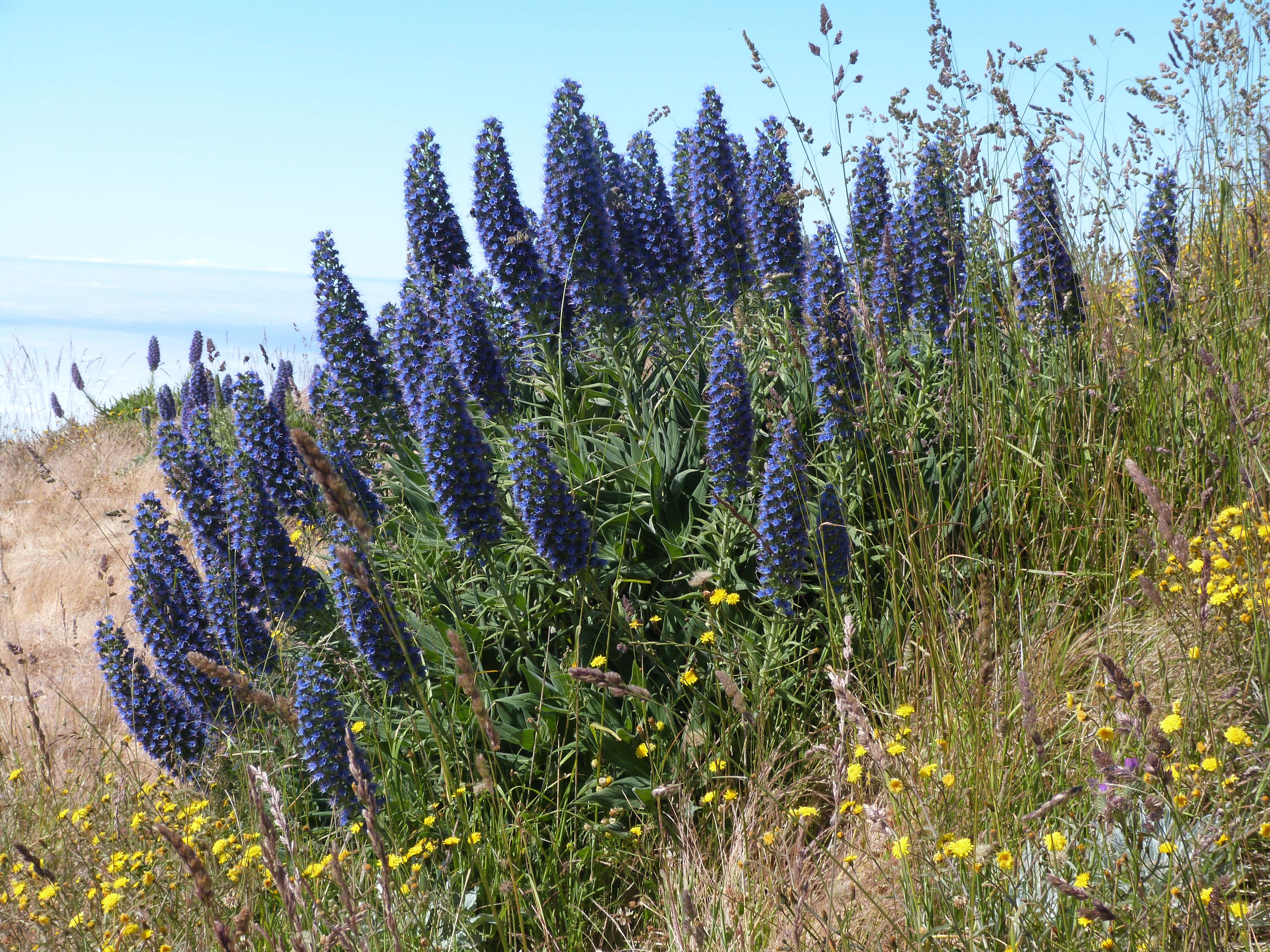 Echium nervosum Dryand. ex Ait.的圖片