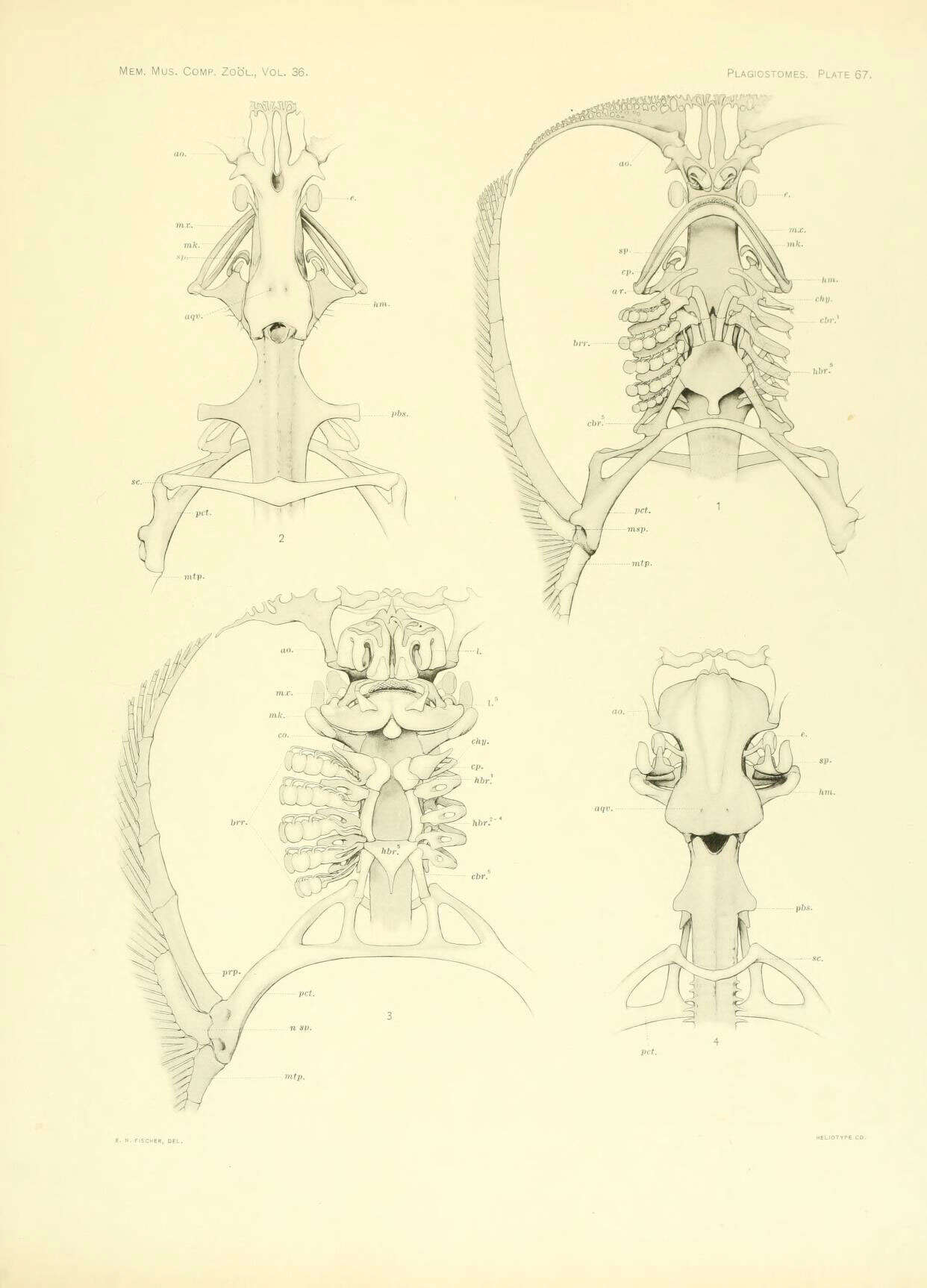 Image of Electric ray