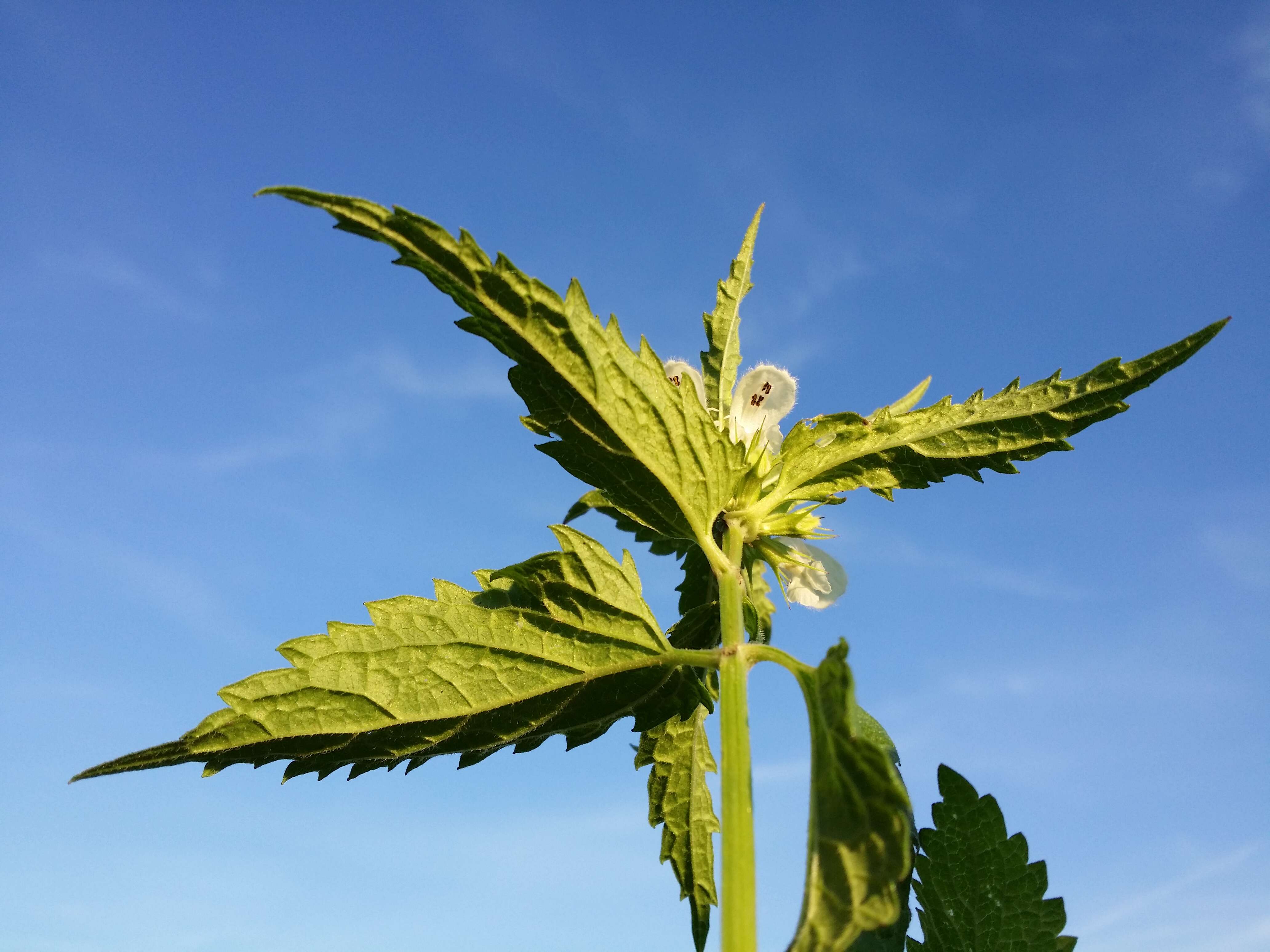 Image of white deadnettle