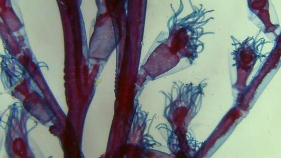 Image of bushy wineglass hydroids