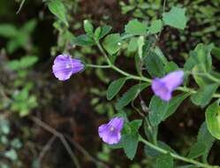 Image of Campanula jacobaea C. Sm. ex Webb