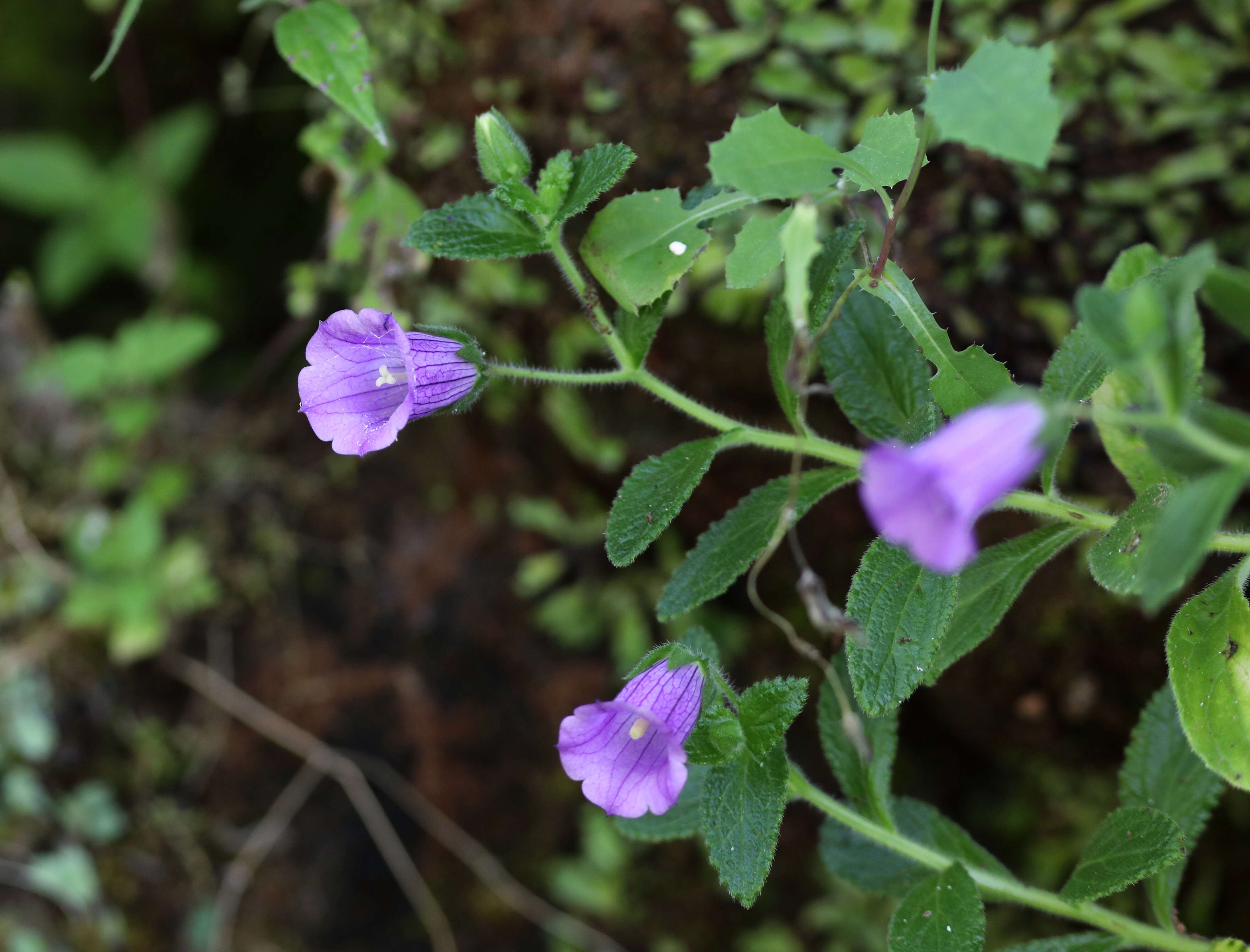 Image of Campanula jacobaea C. Sm. ex Webb