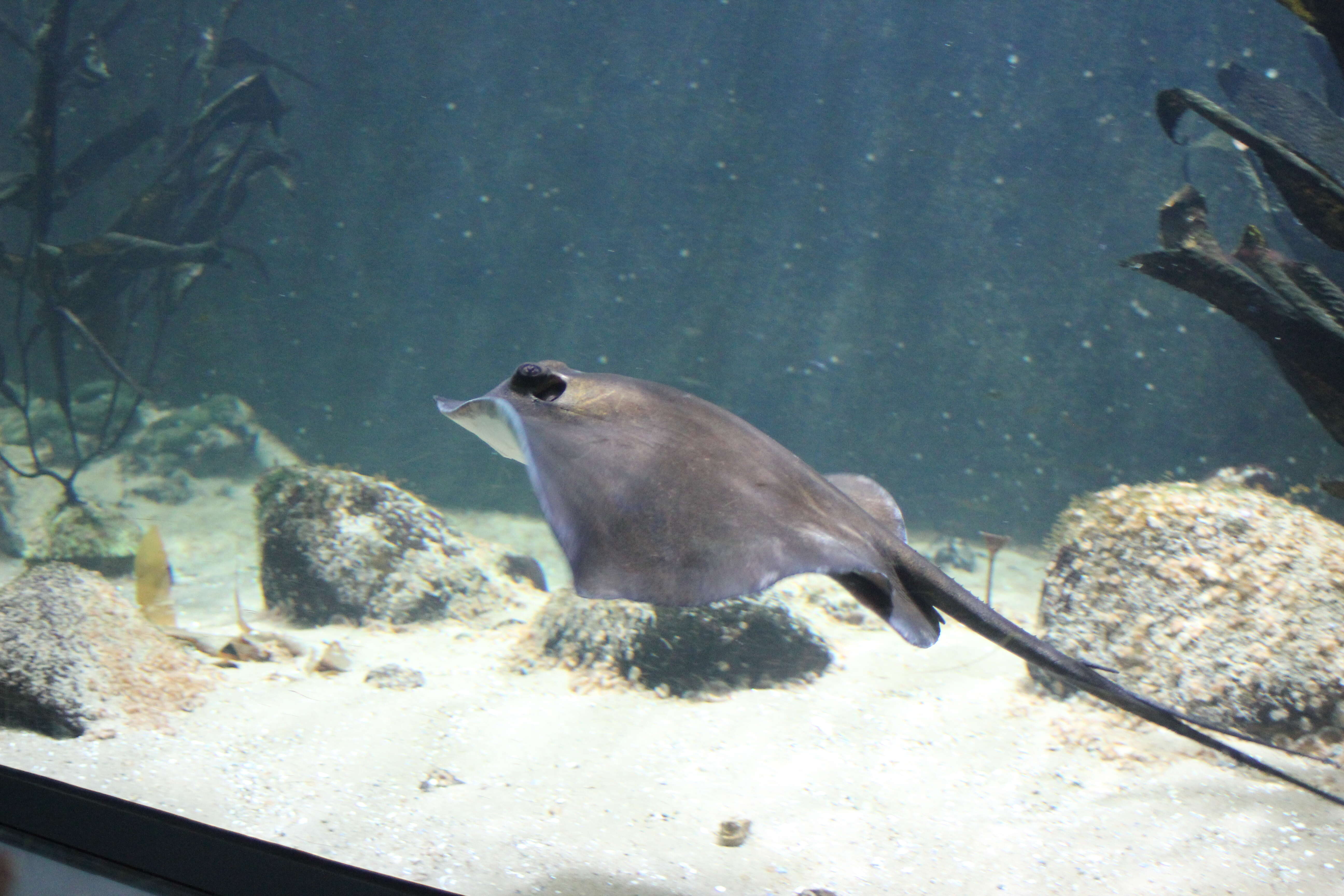 Image of Common Stingray