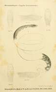 Sivun Tropidophis taczanowskyi (Steindachner 1880) kuva