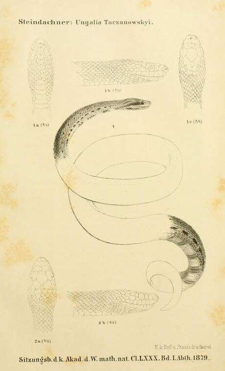 Sivun Tropidophis taczanowskyi (Steindachner 1880) kuva