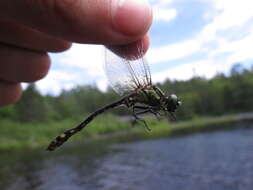 صورة Ophiogomphus anomalus Harvey 1898